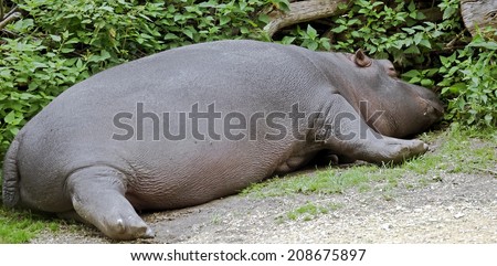 Young sleeping hippopotamus. Latin name - Hippopotamus amphibius