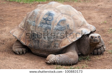 Giant turtle