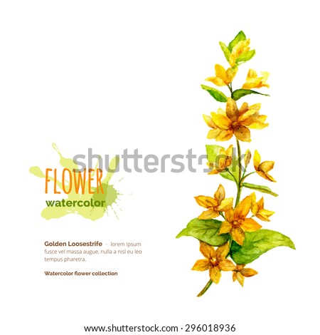 Lysimachia vulgaris, golden loosestrife, botanical painting, hand painted watercolor flower on white, vector illustration