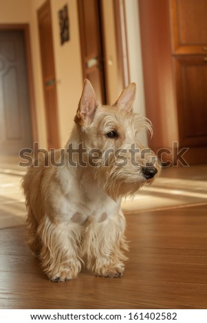 Scottish Terrier dog inside the house