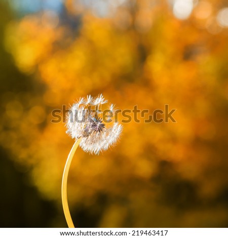 Dandelion on a background of yellow autumn foliage, selective focus