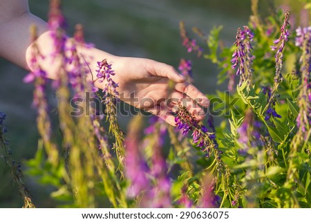 Child hand touching the beautiful purple flowers in the summer