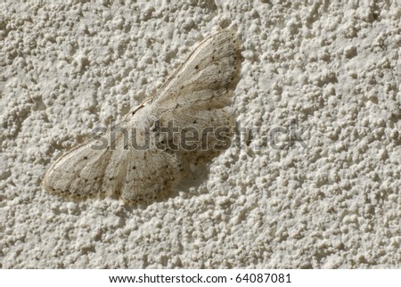 White, Small Butterfly on a white wall