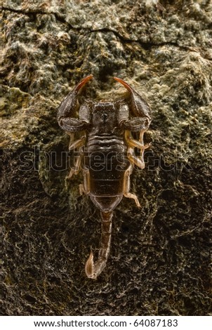 Black Scorpio on a rock. close up of a dangerous animal.