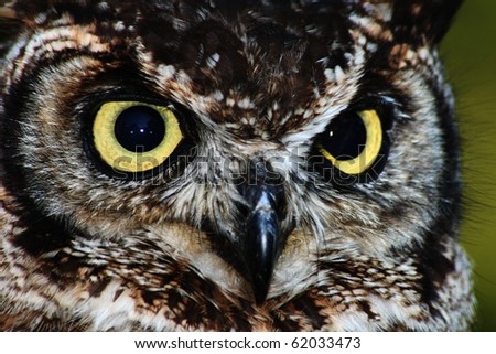 Closeup of a Great Horned Owl