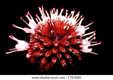 closeup of abstract mint flower