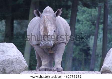 Mother Rhino looking for baby