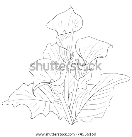 flowers pictures lilies. flowers calla lilies on a