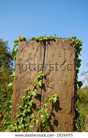 Fence post covered in Ivy, close-up