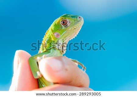 An macro shot of a baby Green Iguana being held by a human hand. Shot against blue pool water that is out of focus in the background.