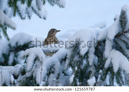 Bird (mistle thrust) in the snow