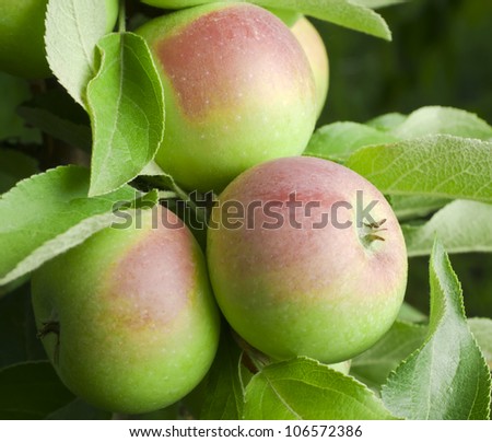 three apple on tree