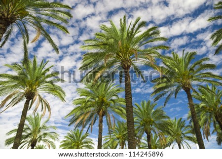 Blue sky palm trees in tropical summer