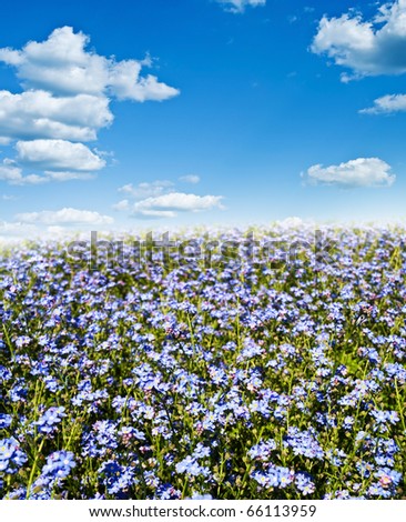 Blue flowers,blue sky
