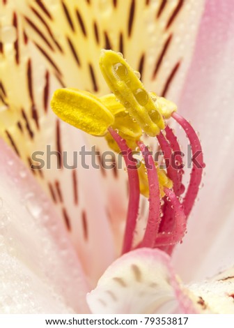 pink exotic flower. Focus on the pestle flower