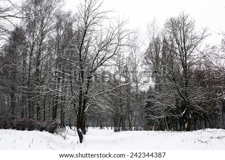 Beautiful calm winter day with alot of snow. Carpathians. National park
