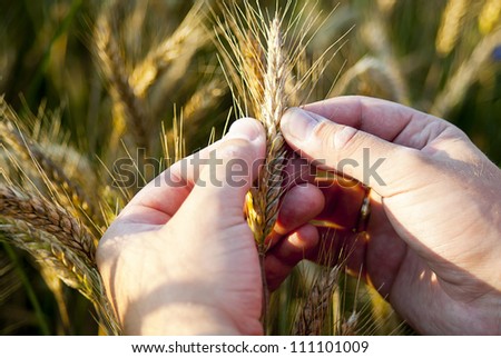 hand checking rye seeds in nature