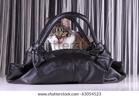 black leather bag with cat