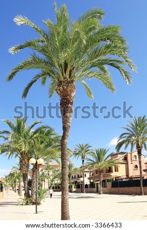 a palm tree lined pedestrianized road