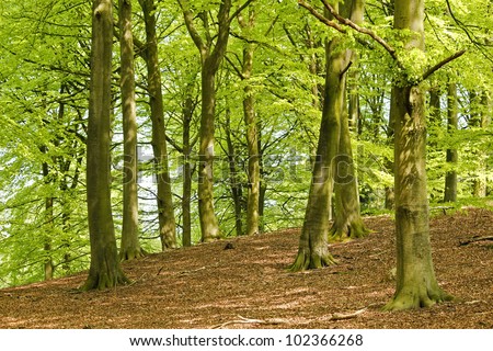 Forest in spring, beech tree. Beech wood.