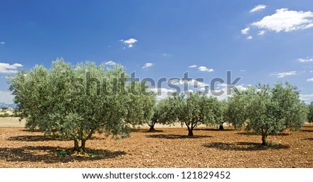 Olive tree, from Provence. France.
