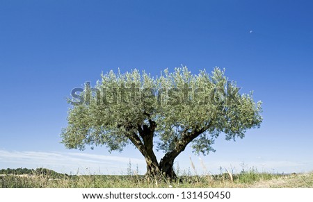 Olive tree, in Provence. France.