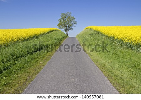 Road, middle of the road in landscape.