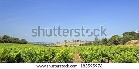 Vineyard in Southern France. Carcassonne. France.