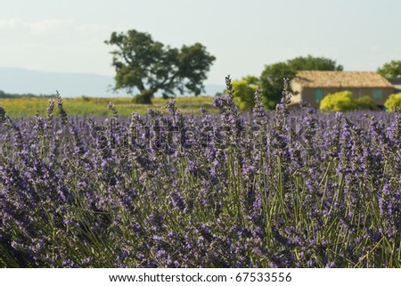 Lavender field, farm house. Provence