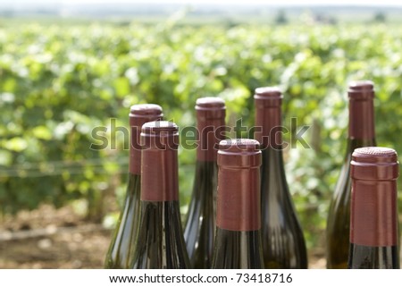 Wine bottles in vineyard from, bourgogne,burgundy. France.