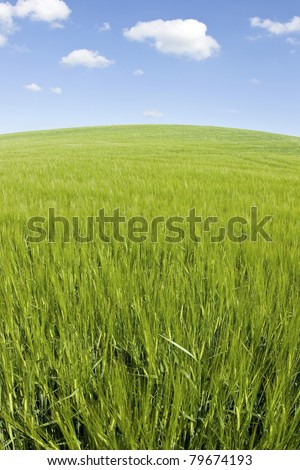 Green field blue sky, summer landscape.