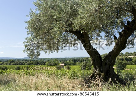 Olive tree, in landscape. France.