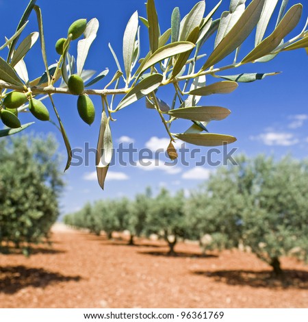 Olive tree, olive branch in grove.Provence.