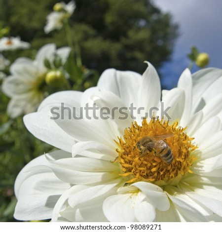 Honey bee on flower in garden. Summer.