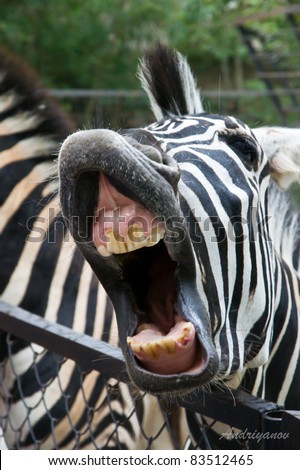 zebra with mouth wide open