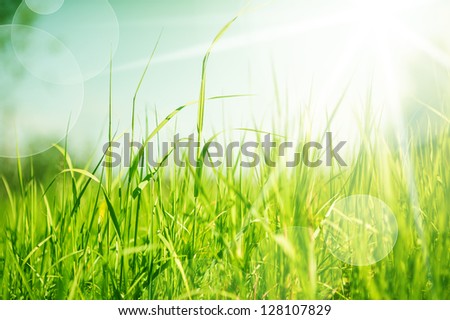 Spring or summer abstract nature background with grass in the meadow and blue sky in the back. Defocus