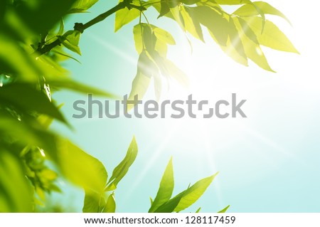 fresh new green leaves glowing in sunlight. Defocus