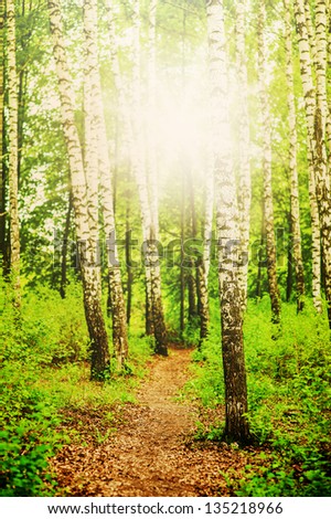 Summer landscape. path in Birch forest and the sun