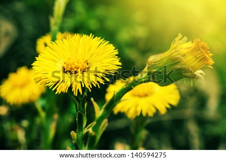yellow flowers on a green meadow in summer