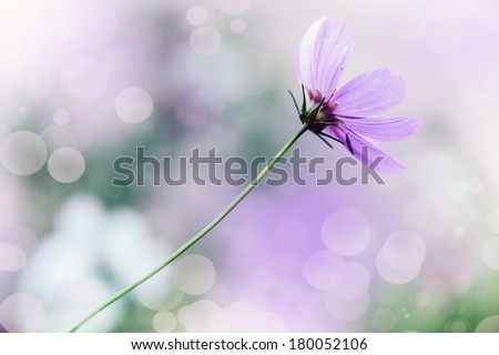 Defocus blur beautiful floral background. Purple spring flower and copy space