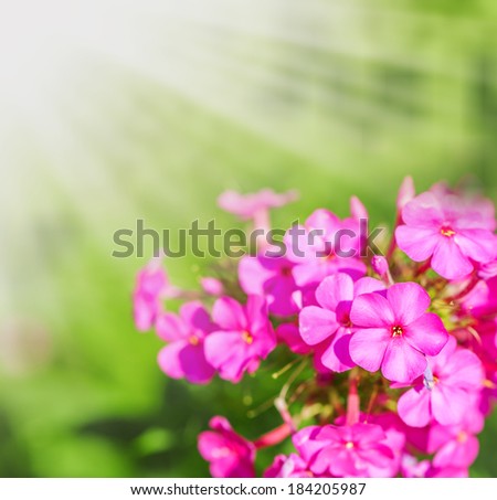 Defocus floral background. Closeup view of purple flowers with sun light and copy space