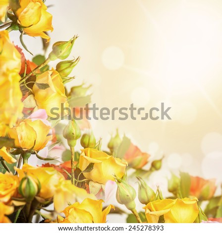 Defocus blur bright yellow flowers - roses on sunrise background with color filters