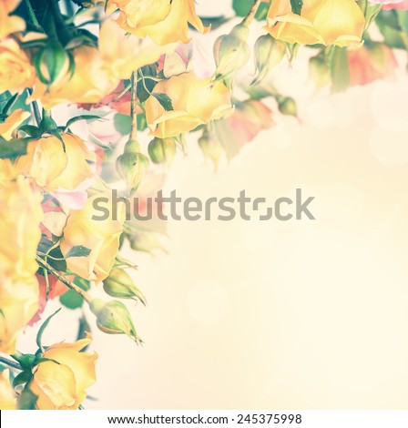 Defocus blur pastel flowers - roses on sunrise background with color filters