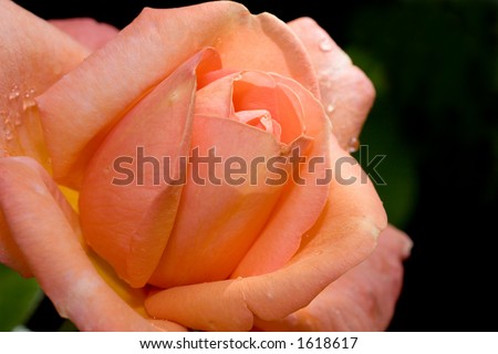 Rose \'warm wishes\'