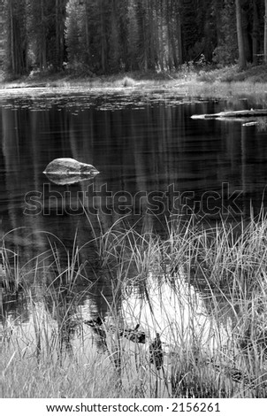 Black and white image of trees and foliage reflecting into a smooth Yosemite Park pond