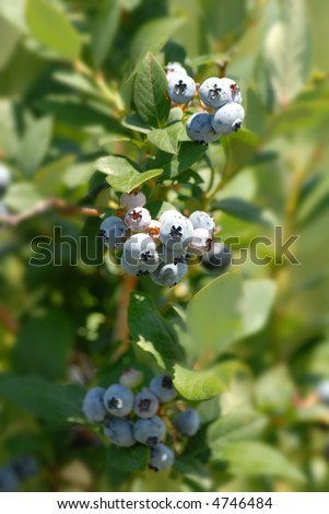 Clusters of fresh Michigan blueberries on a blueberry bush