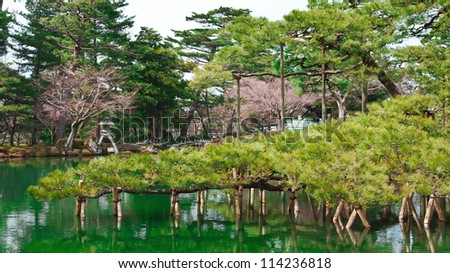 KANAZAWA, JAPAN - MARCH 28: Karasaki Matsu in Kanazawa, Japan on March 28, 2012. A black pine tree planted by the 13th lord Nariyasu, the seed brought from one of the most scenic shore of Lake Biwa.