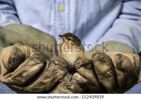 Sparrow on the old gloves of a worker
