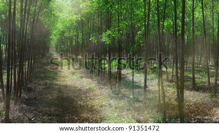 eucalyptus plantation