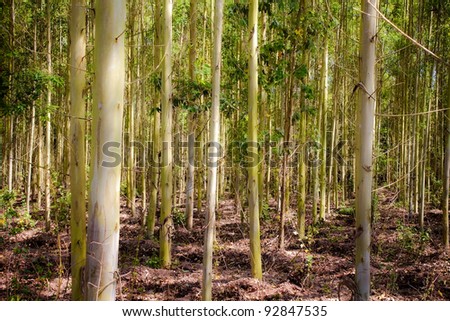 eucalyptus plantation